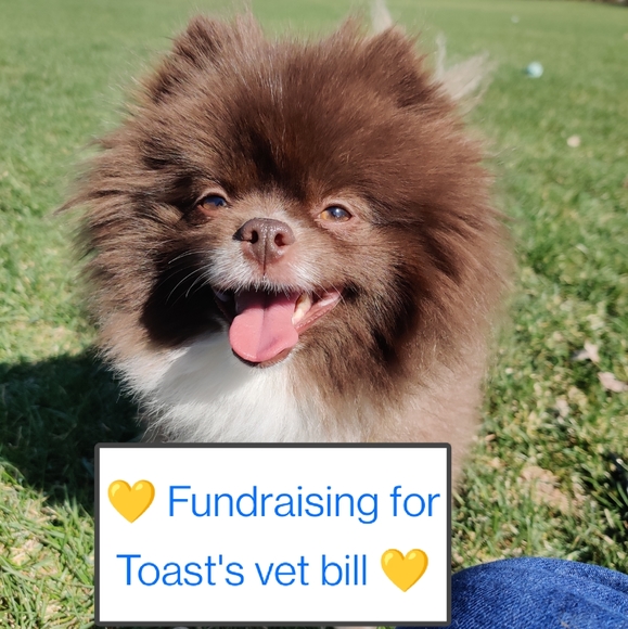 Other - 💛 Poshmark Sale for Toast 💛